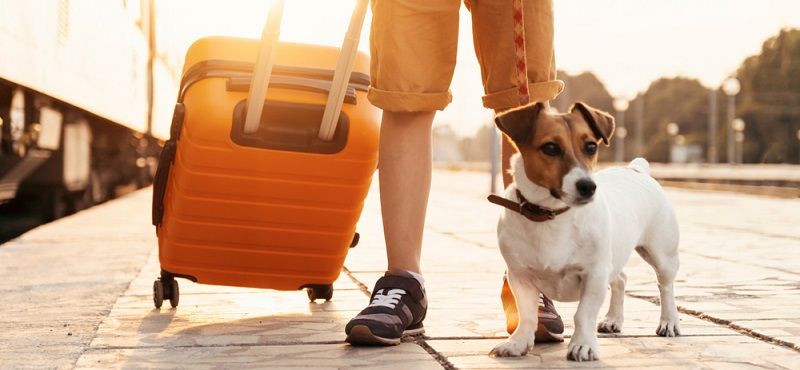 Путешествуем вместе с питомцами: правила перевозки животных в самолете и поезде