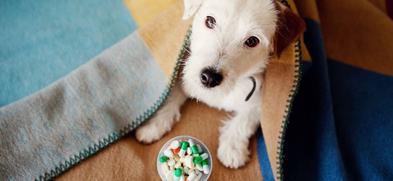 Витаминные комплексы для собак