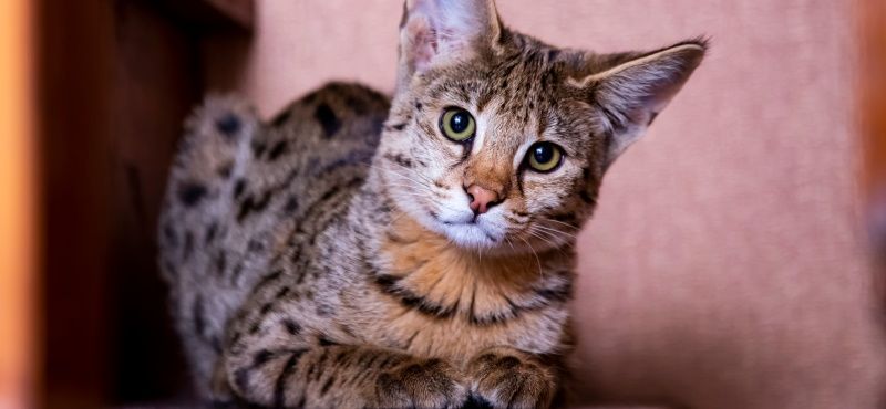 Саванна: описание породы, характер, как ухаживать