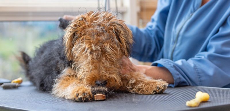 Вельштерьер и эрдельтерьер - отличия пород Вельштерьер и эрдельтерьер - отличия пород