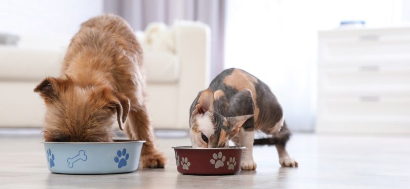 Как правильно читать упаковку корма для собаки или кошки