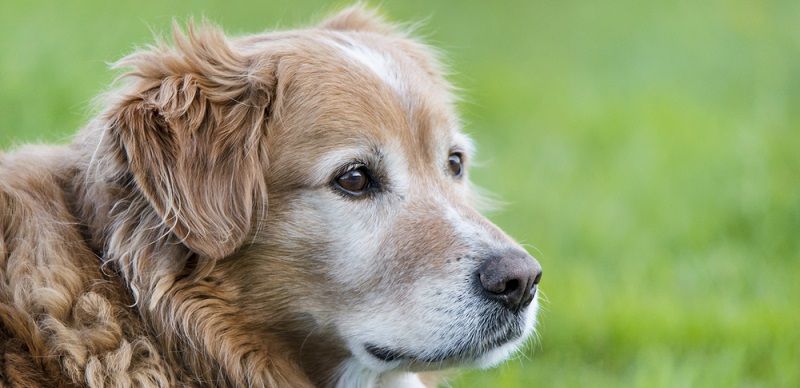 Возраст – не помеха здоровью! Уход за пожилой собакой
