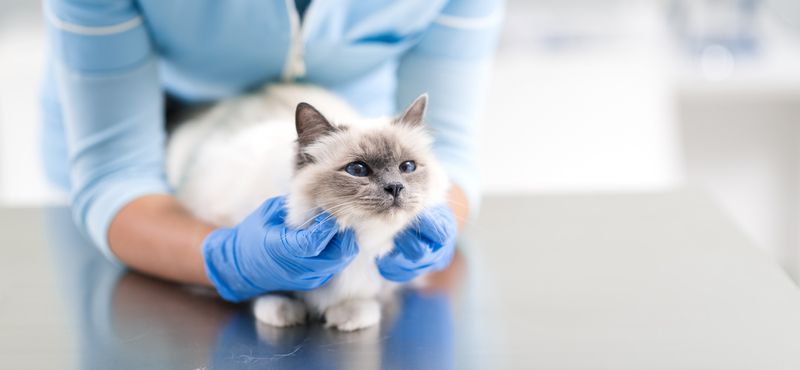 Как отучить кота метить территорию