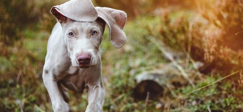 Веймаранер - порода собак