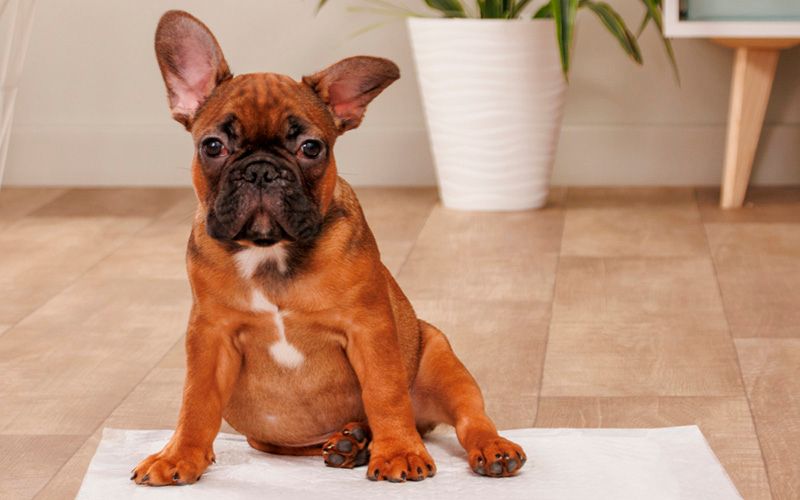 Как научить щенка ходить на пеленку