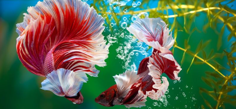 Как правильно кормить петушков