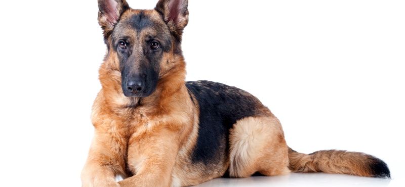 Большая собака в квартире