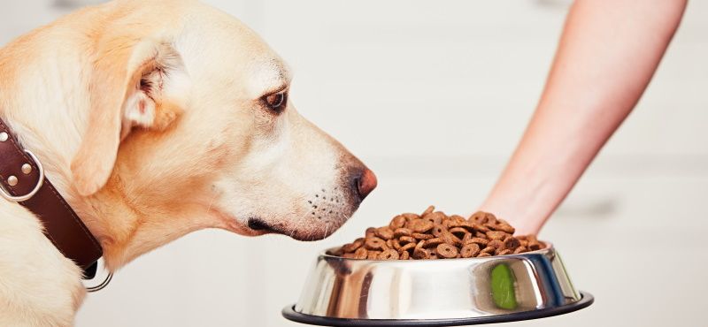 Unica Natura: сухой корм для собак