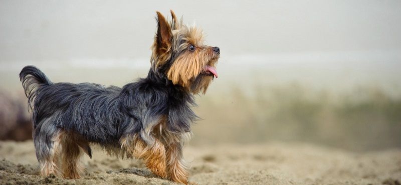 Йоркширский терьер