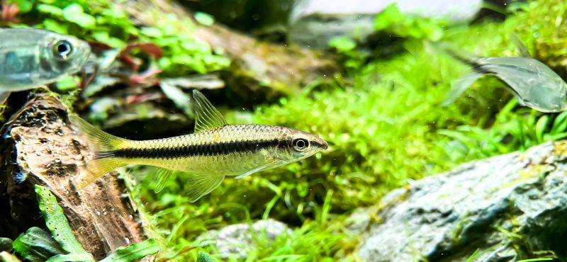 Сиамский водорослеед Сиамский водорослеед