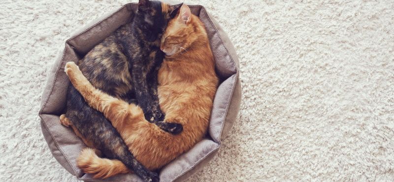 Как содержать несколько кошек вместе в одной квартире