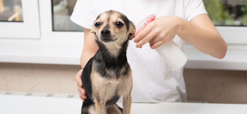 5 популярных мифов о паразитах у кошек и собак