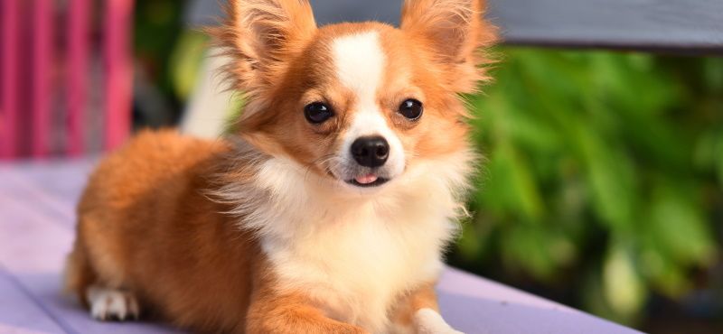 Чихуахуа - порода собак Чихуахуа - порода собак