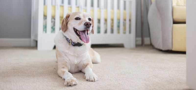 Как ухаживать за беременной собакой?