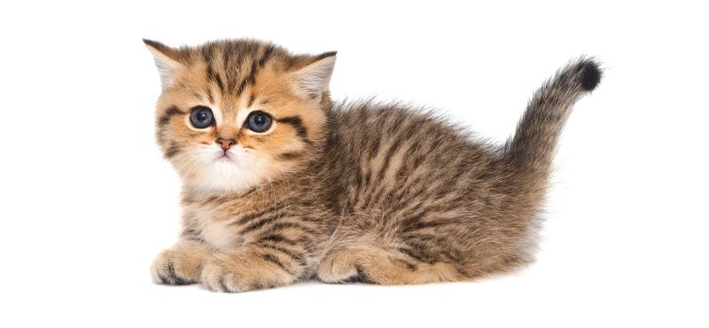 Манчкин: особенности породы, уход, содержание