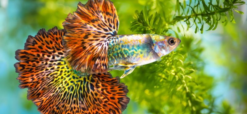 Как кормить гуппи