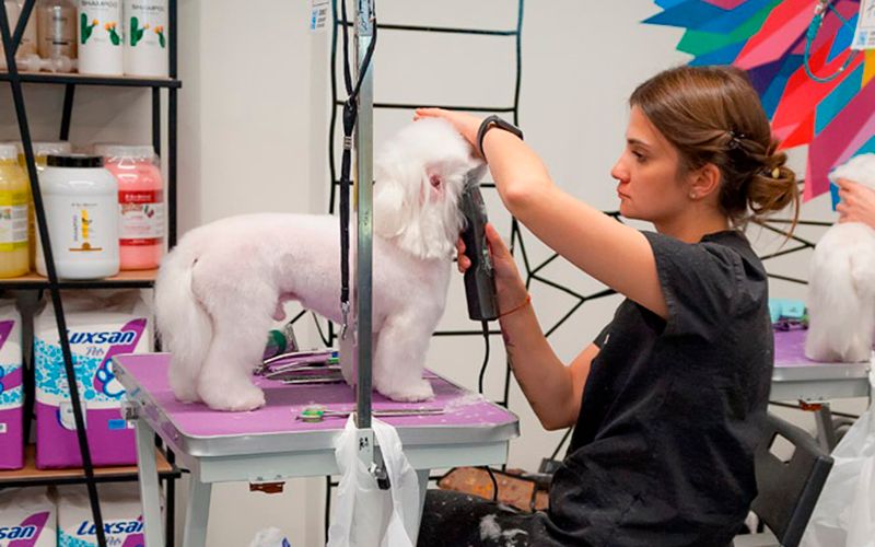 Грумингфест 2024