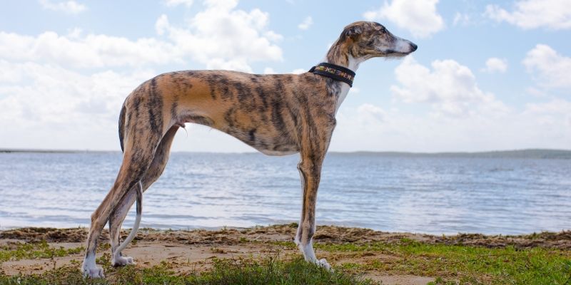 Грейхаунд или английская борзая - порода собак
