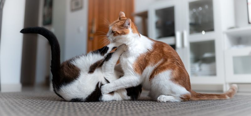 Как содержать несколько кошек вместе в одной квартире