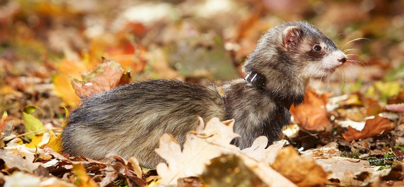Хорьки: особенности содержания и уход