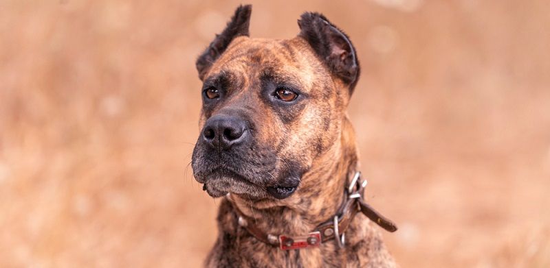 Алано порода собак Алано порода собак