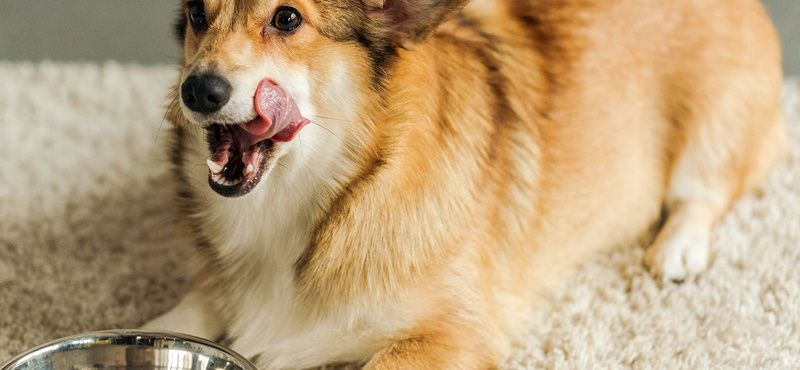 Влажные корма и смешанное питание