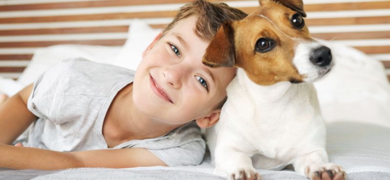 В отеле с питомцем: о чем нужно помнить