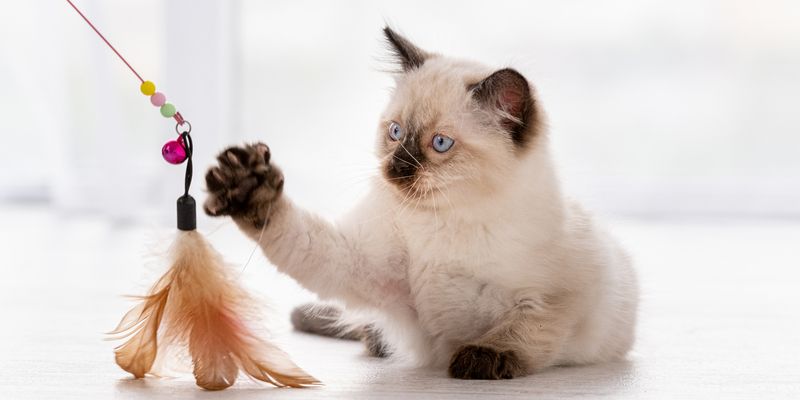 Новорожденный котёнок: чем кормить и как ухаживать