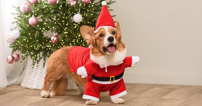 Одежда и аксессуары для новогодних фотосессий