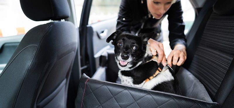 Как выбрать сумку-переноску для собаки?