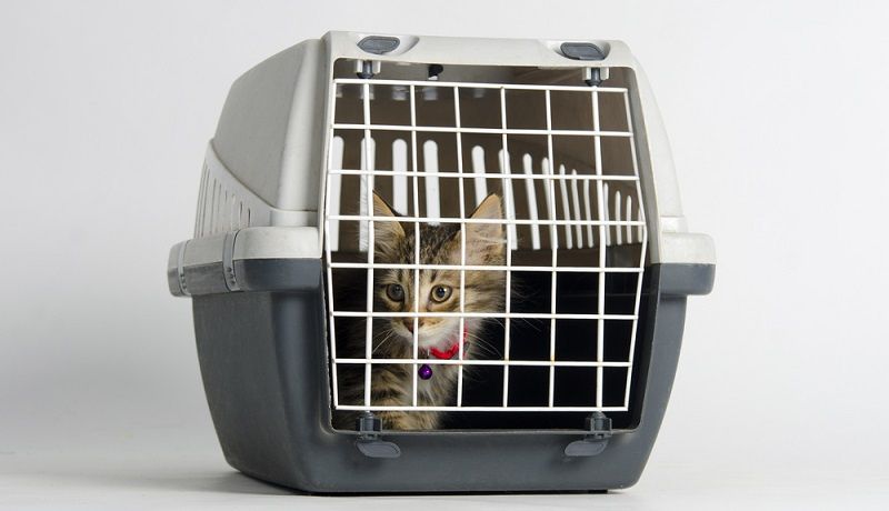 Завели котенка? Подборка необходимых товаров для нового члена семьи!