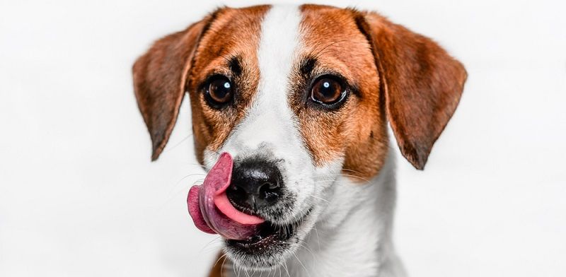 Чем кормить кастрированную собаку?