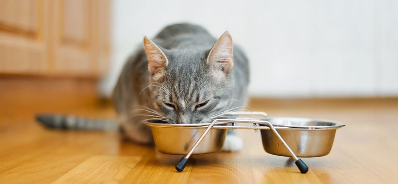 Выбираем лучшую миску для кошки