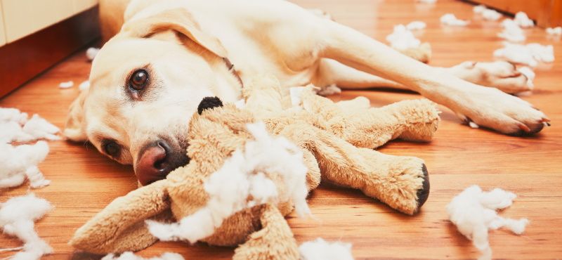 Почему собака грызет вещи, что делать, как отучить