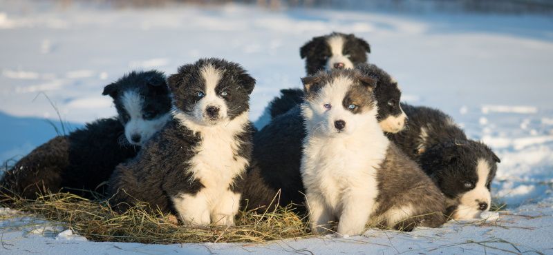 Катание на собаках: виды и особенности