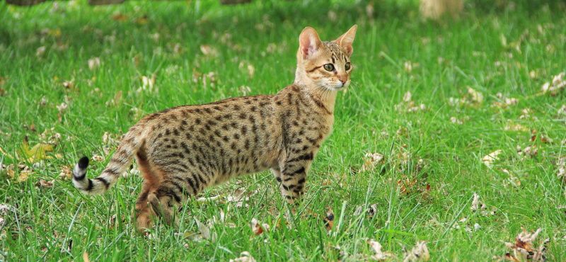 Саванна: описание породы, характер, как ухаживать