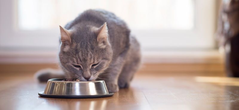 Консервы для кошек Yummy: новинки