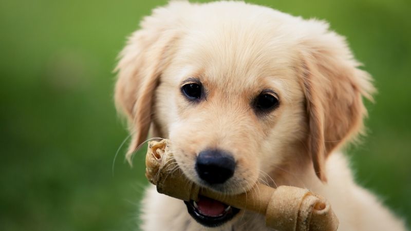 Лакомства для собак