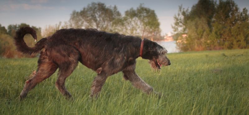 Ирландский волкодав – порода собаки Ирландский волкодав – порода собаки