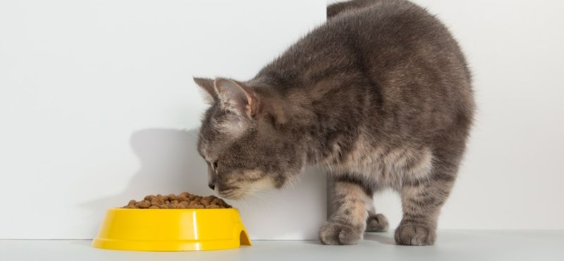 Классификация кормов для кошек