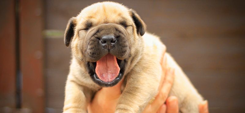 Бурбуль – порода собак Бурбуль – порода собак