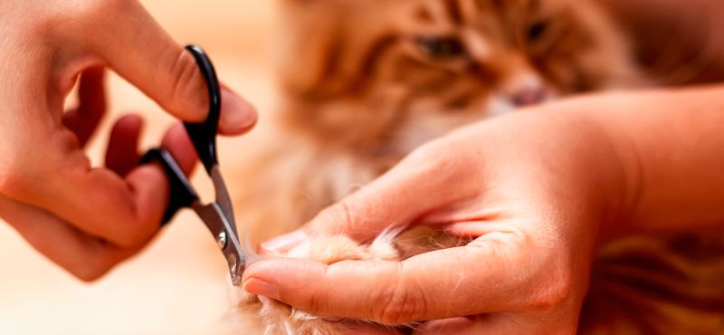 Мейн-кун – порода кошек