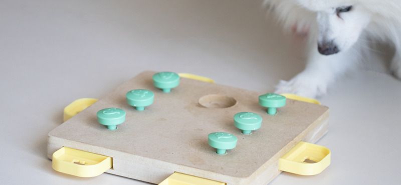 Интерактивные товары для питомцев: обзор игрушек, автокормушек и ошейников с QR-кодом и GPS 