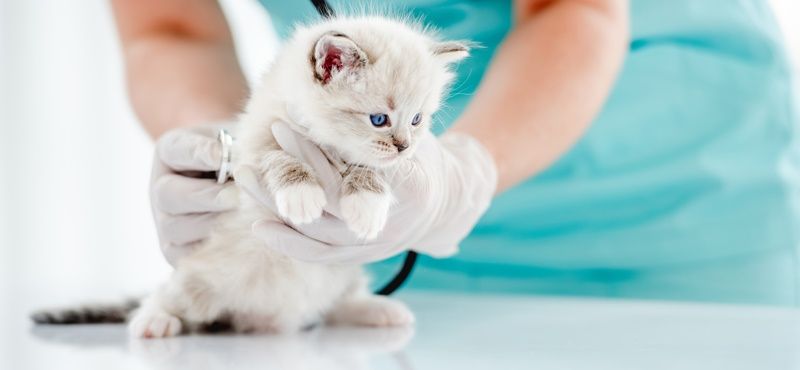 Как правильно обработать котят от паразитов