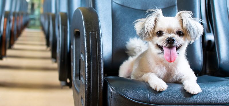 Путешествие с собакой в поезде: о чем важно знать