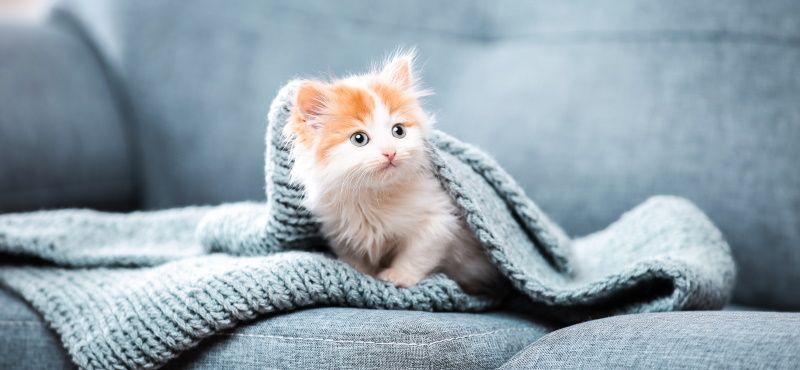 Как правильно воспитывать котенка