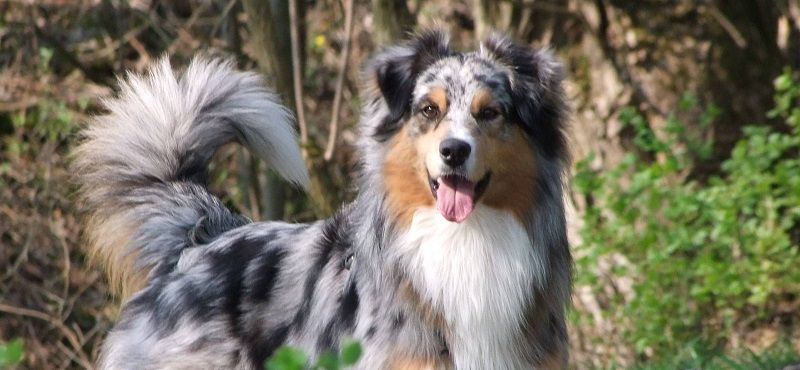 Аусси - австралийская овчарка