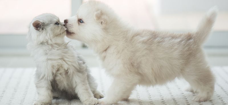 Идеи совместных игр с питомцем Идеи совместных игр с питомцем