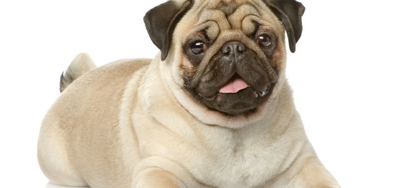 Мопс: особенности породы, характер, содержание