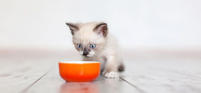 Классификация кормов для кошек